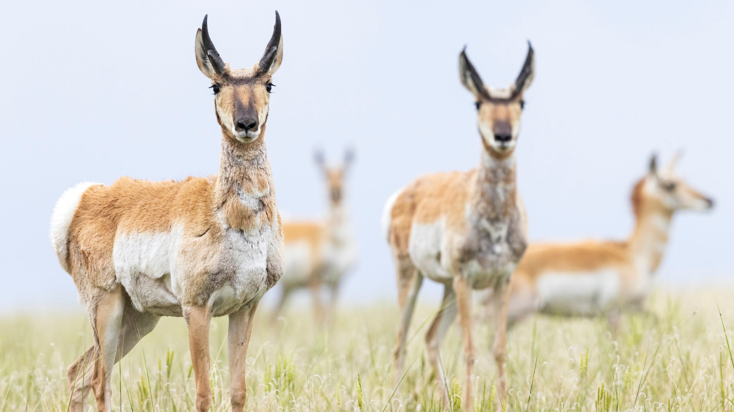 Wild pronghorn grazing during a Montana Wounded Warriors Hunt 2025.