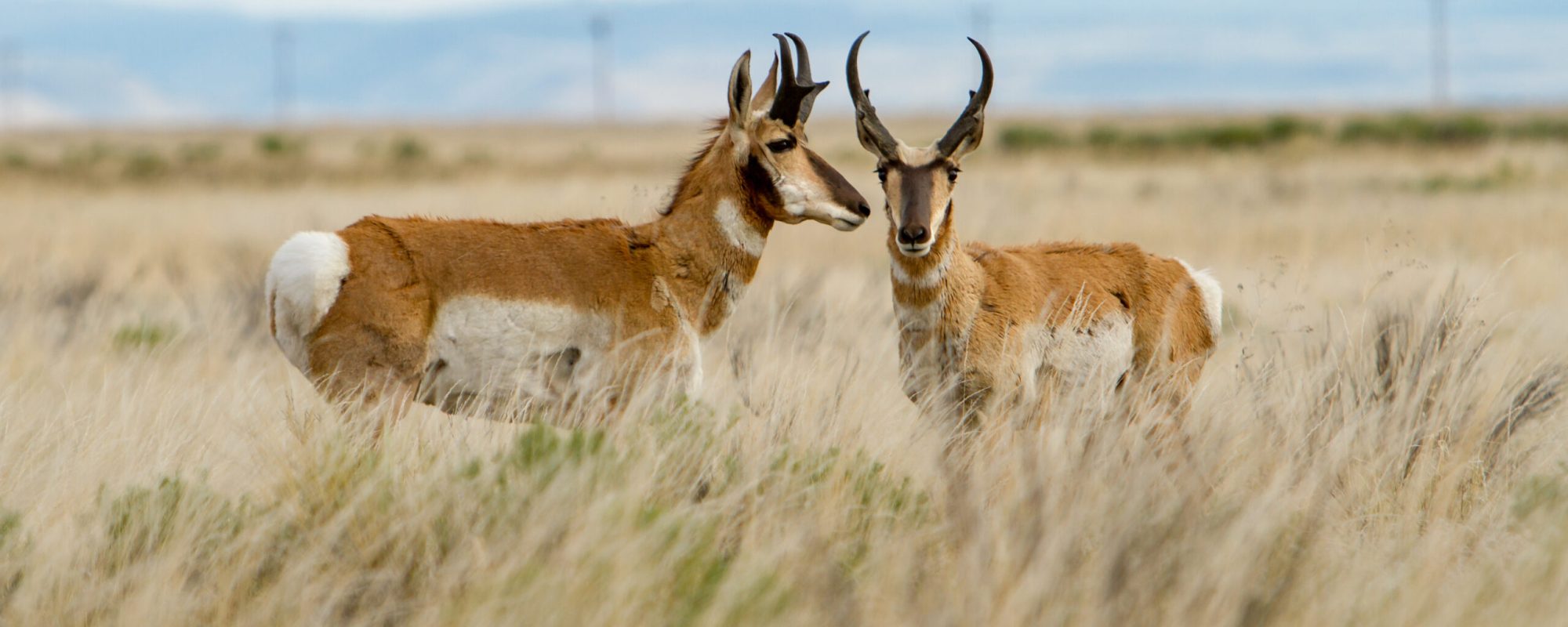 Colestrip Antelope Hunt 2025
