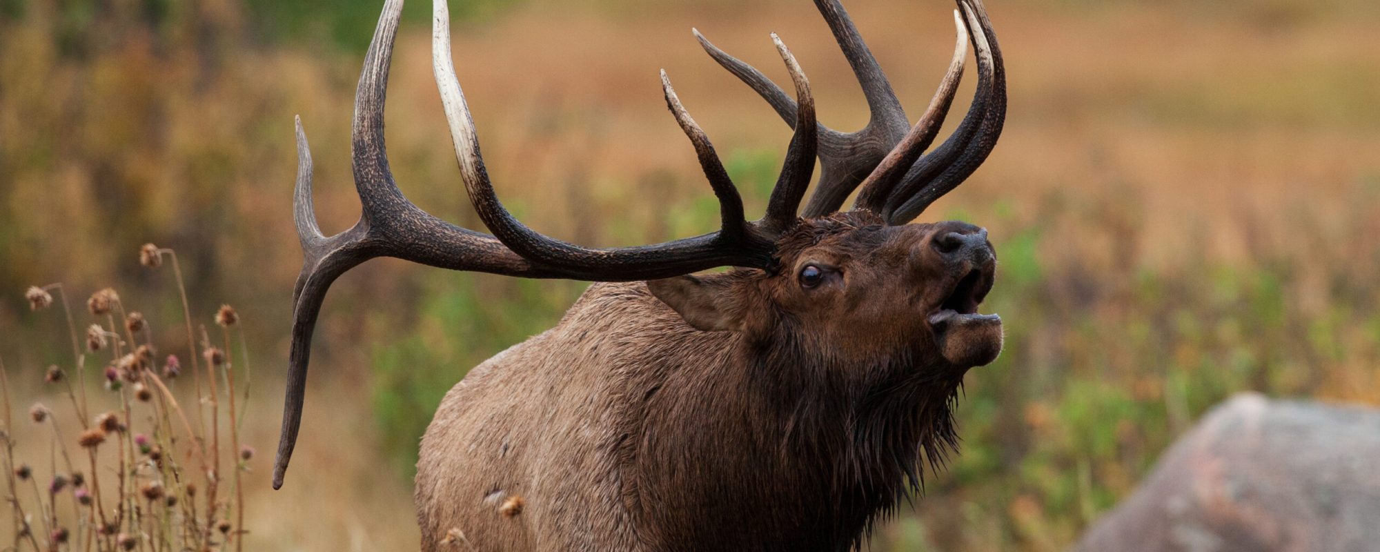 Elk for the Mosby Deer and Elk Hunt 2025 of the Montana Wounded Warriors Website.