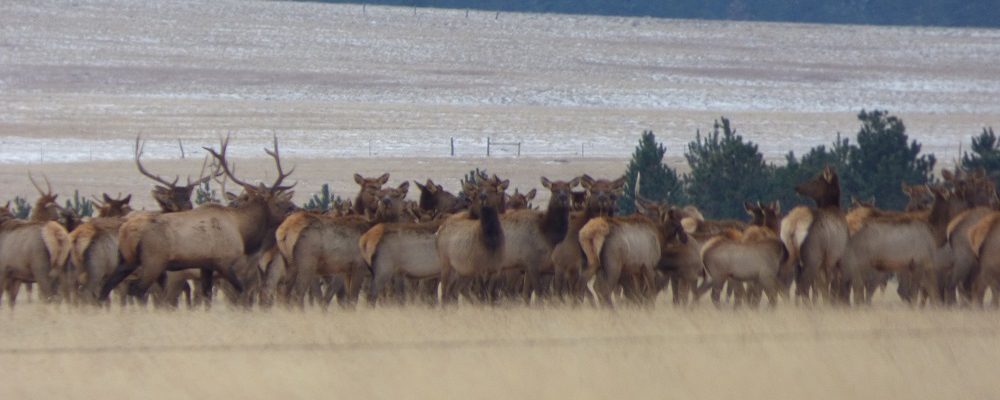 N Bar Shoulder Elk Hunt 2023